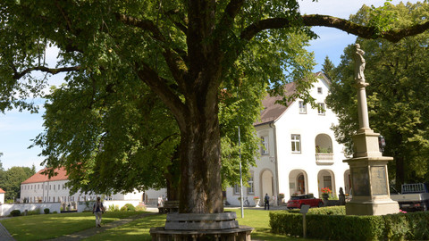 Tree Climber, Bild 8